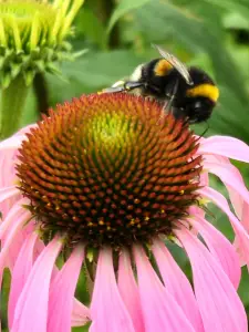 Allet 06 Tuin van het Singer Museum